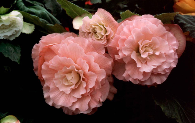 B. ‘Judy Langdon’